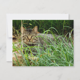 Carte Postale Tabby Cat Hide in Grass Garden Photo