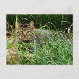 Carte Postale Tabby Cat Hide in Grass Garden Photo