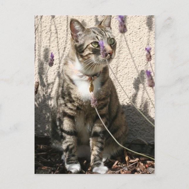 Carte Postale Tabby Cat in a Lavendor Bush (Devant)