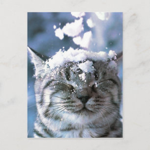 Carte Postale Tabby Cat  Snow Splash