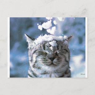 Carte Postale Tabby Cat Snow Splash