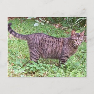 Carte Postale Tabby Chat Brown à l'extérieur