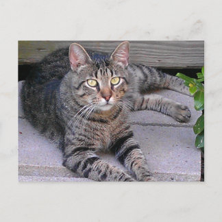 Carte Postale Tabby Chat Brown à l'extérieur
