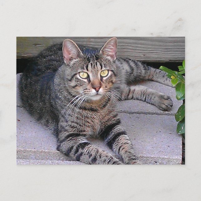 Carte Postale Tabby Chat Brown à l'extérieur (Devant)