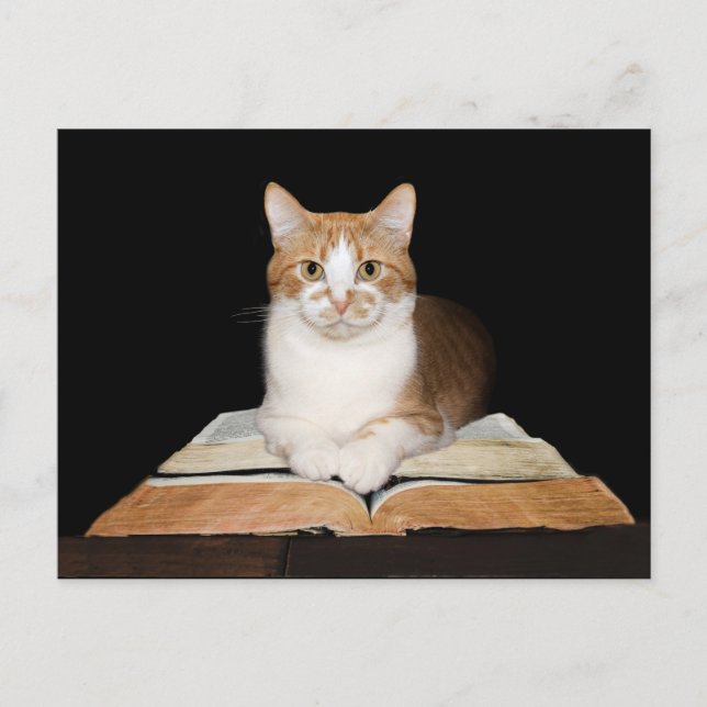 Carte Postale Tabby chat instruit ou bibliothécaire (Devant)