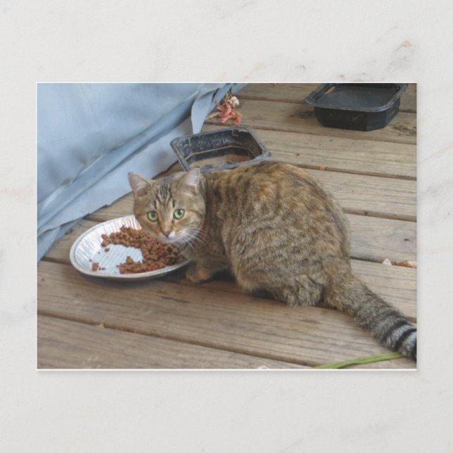 Carte Postale Tabby Eating (Devant)