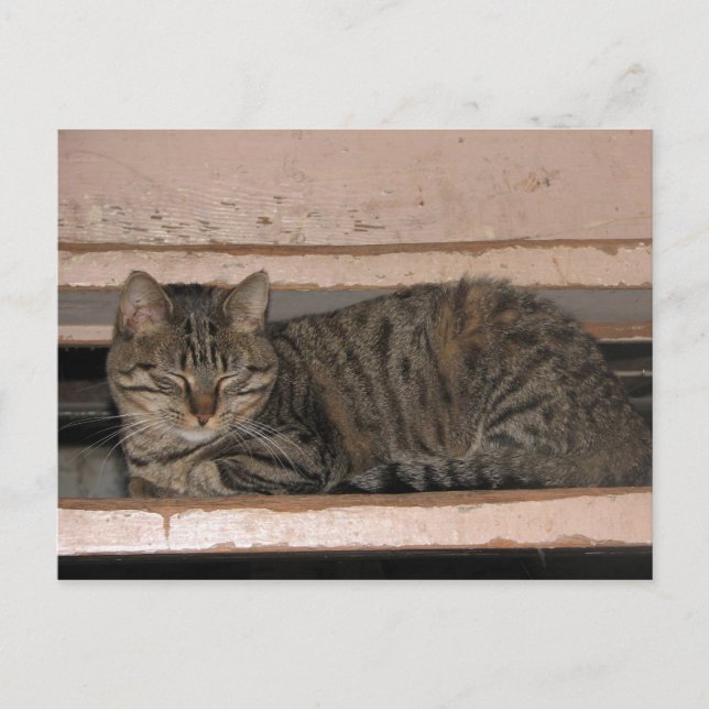 Carte Postale Tabby est en train de sombrer (Devant)