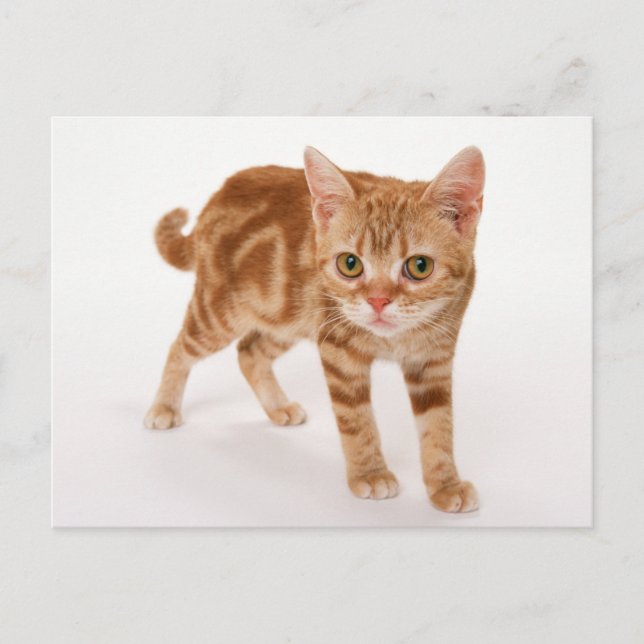 Carte Postale Tabby Ginger orange Shorthair Cat (Devant)