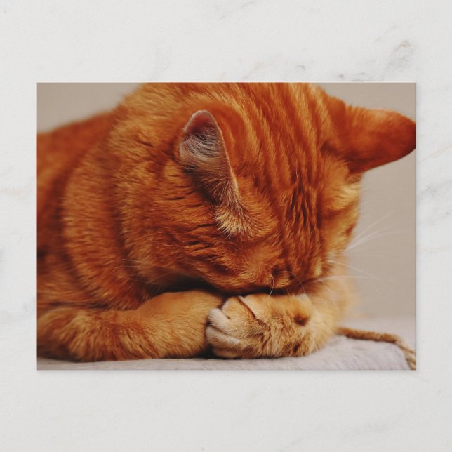 Carte Postale Tabby Ginger orange Shorthair Cat (Devant)