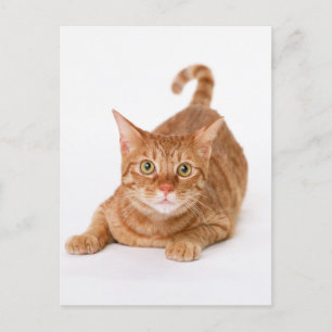 Carte Postale Tabby Ginger orange Shorthair Cat