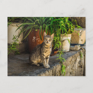 Carte Postale tabby gris mignon chat errant post-croisement