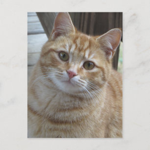 Carte Postale Tabby Jaune