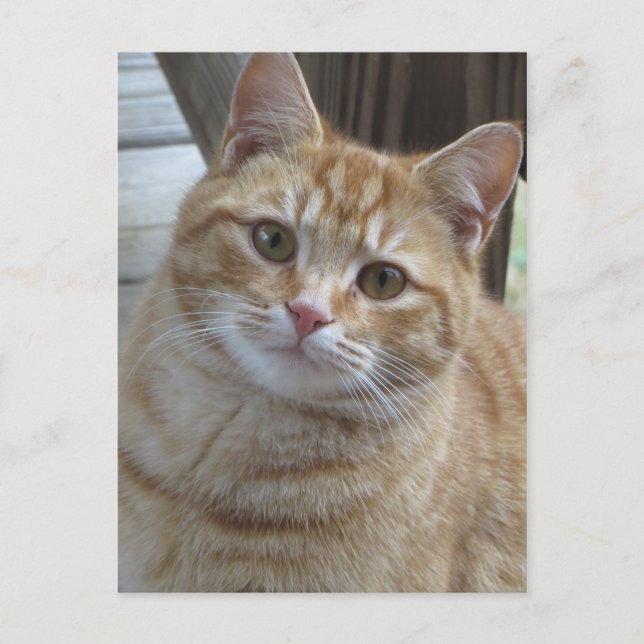Carte Postale Tabby Jaune (Devant)