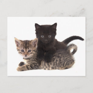 Carte Postale tabby kitten black kitten