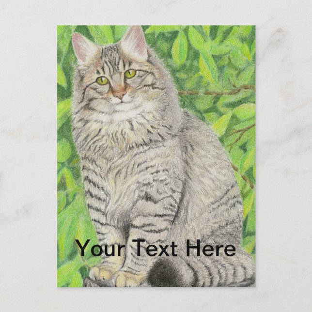 Carte Postale Tabby Longhair (Devant)
