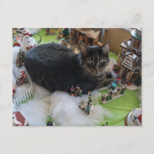 carte postale tabby noël chat