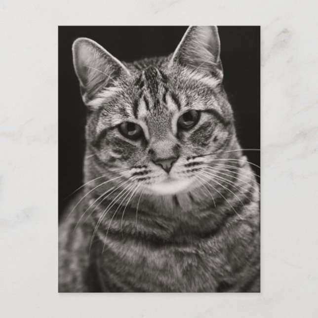 Carte Postale Tabby noir Kitten (Devant)