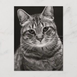 Carte Postale Tabby noir Kitten