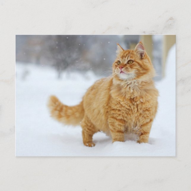Carte Postale Tabby orange dans la neige (Devant)