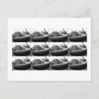 Tabby orange dormant Chat/Photo noir et blanc