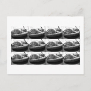 Carte Postale Tabby orange dormant Chat/Photo noir et blanc