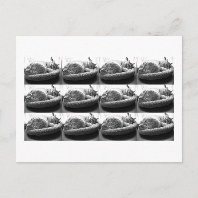 Carte Postale Tabby orange dormant Chat/Photo noir et blanc (Devant)