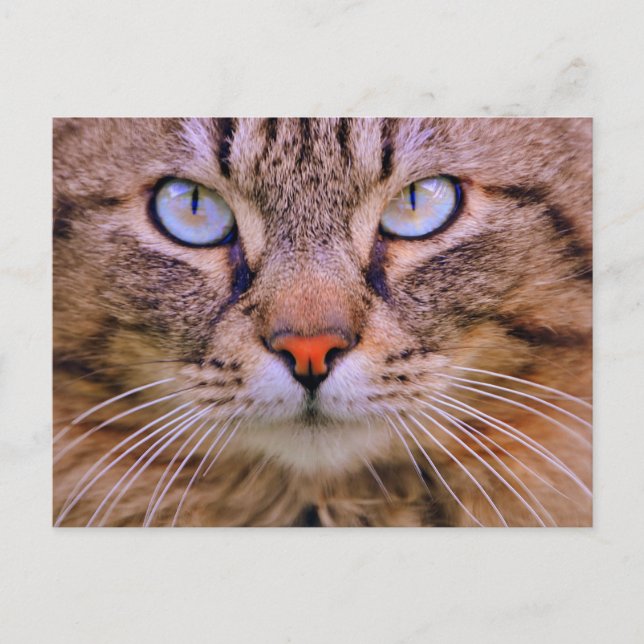 Carte Postale tabby photo cat (Devant)