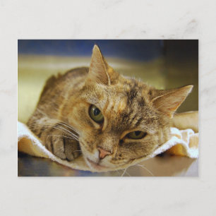 Carte postale Tabby Princess