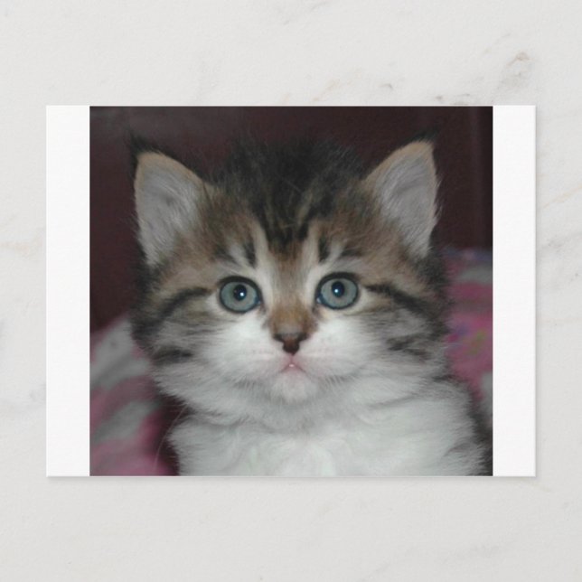Carte Postale Tabby Sibérien/Kitten Blanc (Devant)