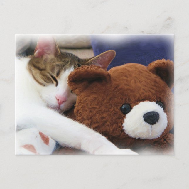 Carte Postale Tabby Sleeping Teddy Bear (Devant)