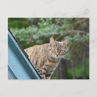 Carte Postale Tabby sur le toit