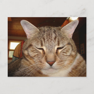 Carte Postale Tabby Tiger Cat