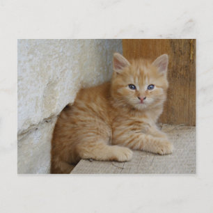 Carte Postale Tabby Tomcat Kitten