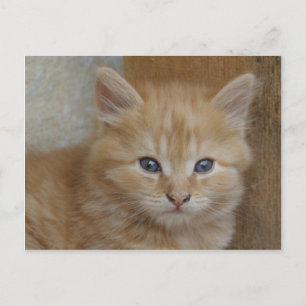 Carte Postale Tabby Tomcat Kitten