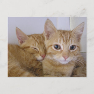 Carte Postale Tabbys orange