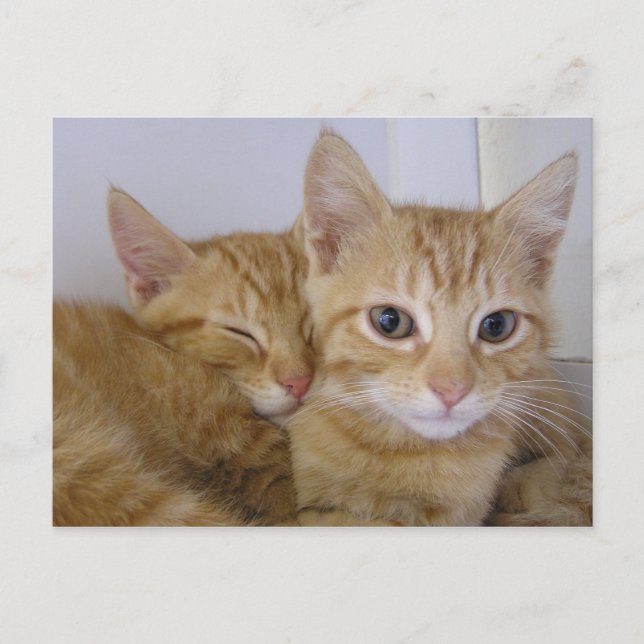 Carte Postale Tabbys orange (Devant)