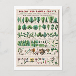 Carte Postale Tableau botanique vintage : Feuilles et fleurs