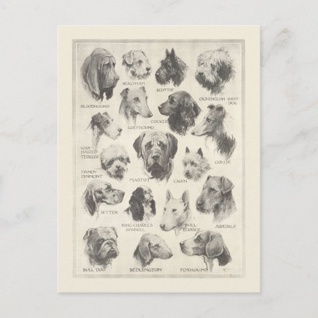 Carte Postale Tableau des races vintages pour chiens (Devant)