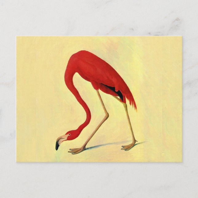 Carte Postale Tableau Flamant rose américain Audubon (Devant)
