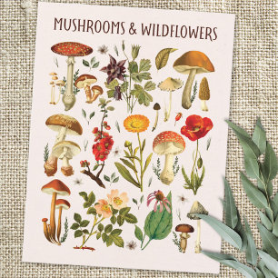 Carte Postale Tableau mural de champignons et de fleurs sauvages