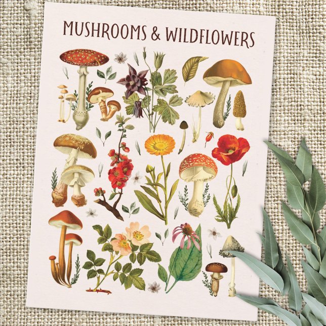 Carte Postale Tableau mural de champignons et de fleurs sauvages (Close up )