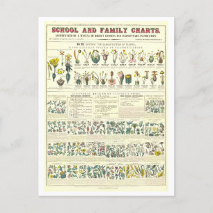 Carte Postale Tableau pédagogique pour la classification des Pla