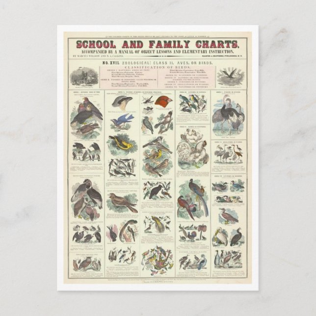 Carte Postale Tableau pédagogique pour les types d'oiseaux (Devant)