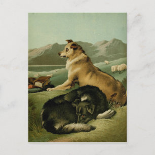 Carte Postale Tableau vintage : Collie Dogs
