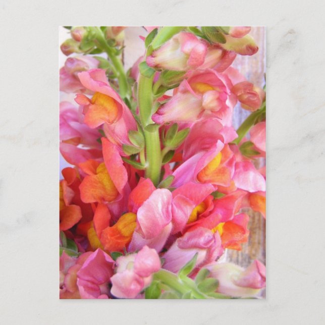 Carte Postale Tableaux (Devant)