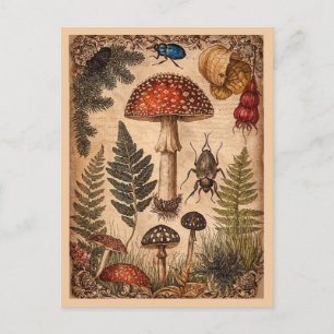 Carte Postale Tabouret en bois vintage Ferns Beetles