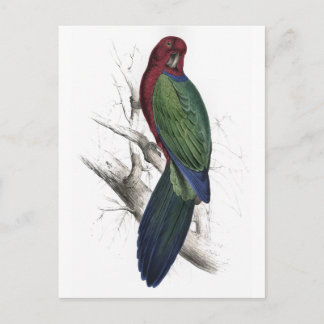 Carte Postale Tabuan Parrakeet par Edward Lear
