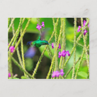 Carte Postale Tache floue planante de colibri