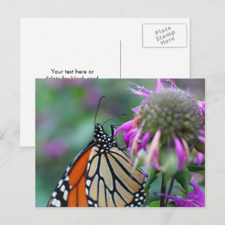 Carte Postale Taches de papillon monarque Photographie de la nat