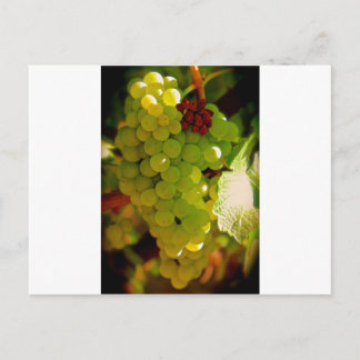 Carte Postale Taches de rousseur